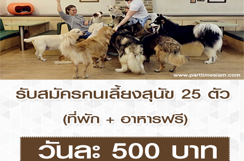 รับสมัครคนเลี้ยงสุนัข 25 ตัว (วันละ 500 บาท)