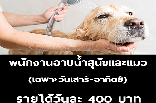 งาน Part Time อาบน้ำสุนัขและแมว (เฉพาะเสาร์-อาทิตย์)