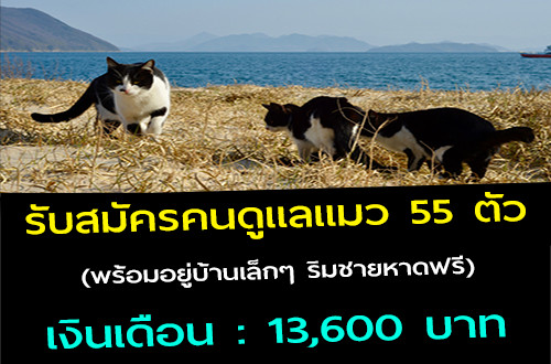 รับสมัครคนดูแลแมว 55 ตัว (พร้อมอยู่บ้านเล็กๆ ริมชายหาดฟรี)