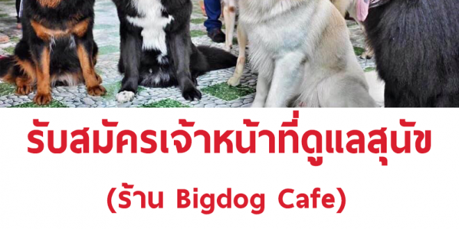 รับสมัครพนักงานดูแลสุนัขร้าน Bigdog Cafe