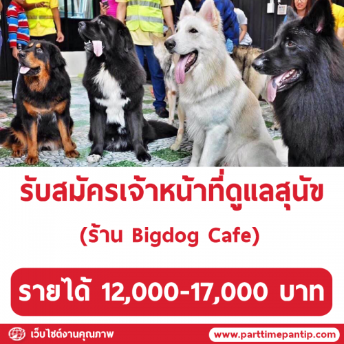 รับสมัครพนักงานดูแลสุนัขร้าน Bigdog Cafe