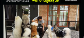 รับสมัครพนักงานดูเเลสุนัข ร้านคาเฟ่ Dog In Town Cafe Ari