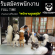 รับสมัครพนักงานดูเเลสุนัข ร้านคาเฟ่ Dog In Town Cafe Ari