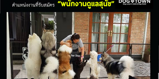 รับสมัครพนักงานดูเเลสุนัข ร้านคาเฟ่ Dog In Town Cafe Ari