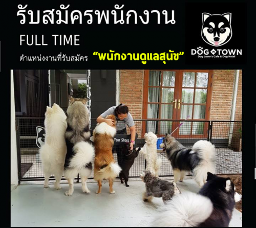 รับสมัครพนักงานดูเเลสุนัข ร้านคาเฟ่ Dog In Town Cafe Ari