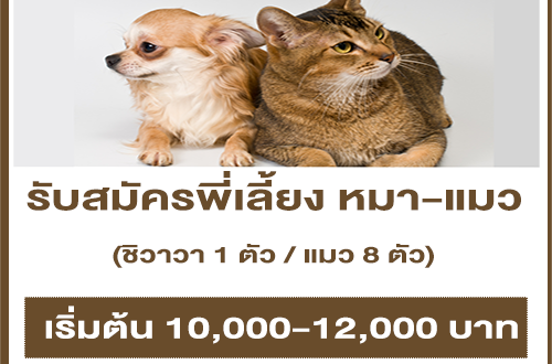 รับสมัครพี่เลี้ยง น้องหมาชิวาวา – น้องแมว 8 ตัว