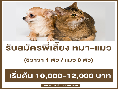 รับสมัครพี่เลี้ยง น้องหมาชิวาวา – น้องแมว 8 ตัว